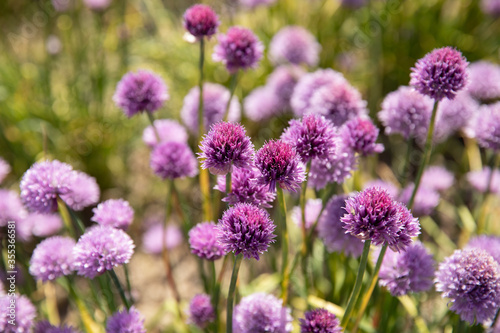 Chive field with purple flowers  © mariahvid