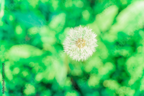 dandelion seed head