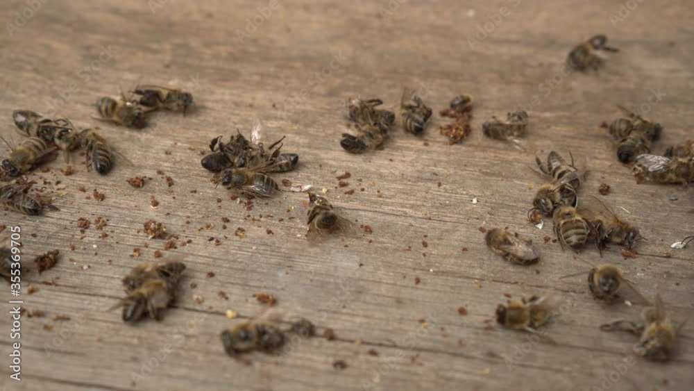 A lot of dead worker honey bees close up. Bees are dying A lot of dead worker honey bees close up. Bees are dying