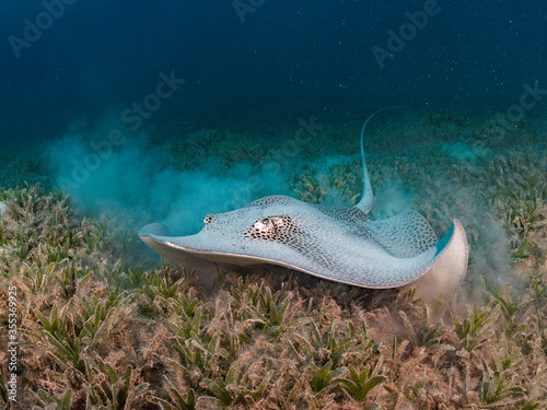 honeycomb stingray roaming around in a seagrass meadow near port ghalib