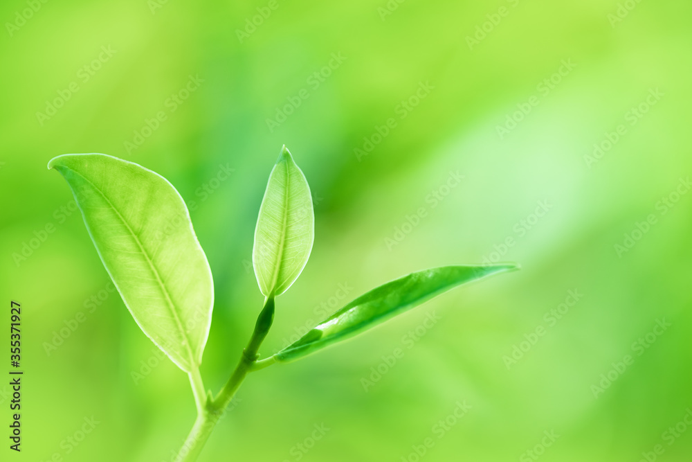 Leaves close up nature view of green leaf on blurred greenery background in garden Use as background image for pasting text or characters Leaves close up nature view of green leaf on blurred greenery background in garden Use as background image for pasting text or characters