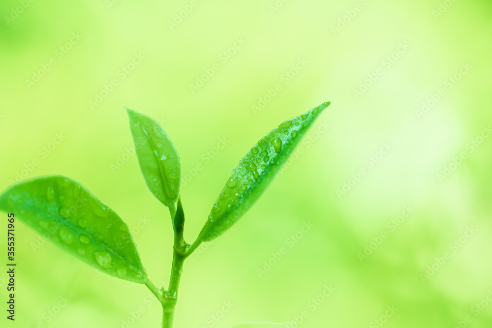 Leaves close up nature view of green leaf on blurred greenery background in garden Use as background image for pasting text or characters Leaves close up nature view of green leaf on blurred greenery background in garden Use as background image for pasting text or characters
