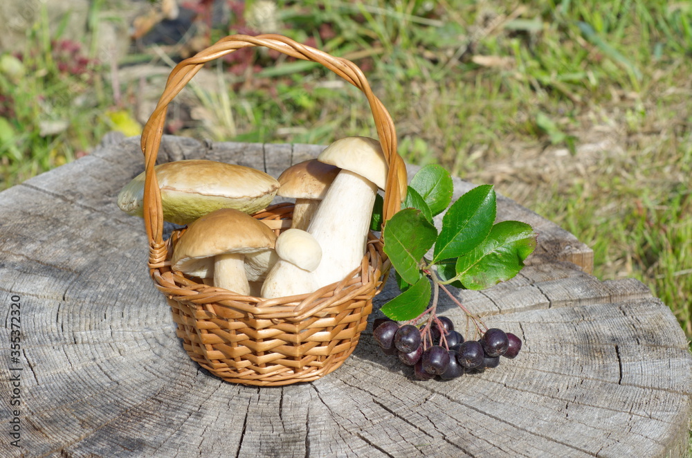 Porcini mushrooms in a basket and chokeberry on an old stump Porcini mushrooms in a basket and chokeberry on an old stump