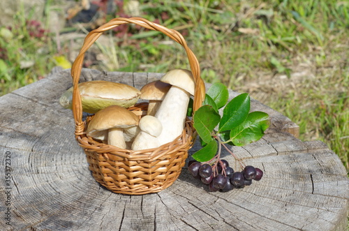 Porcini mushrooms in a basket and chokeberry on an old stump