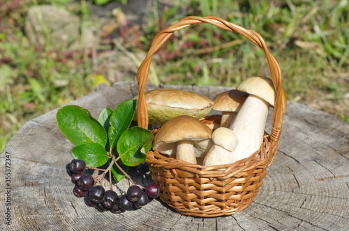 A basket of porcini mushrooms (lat. Boletus edulis) and chokeberry on an old stump