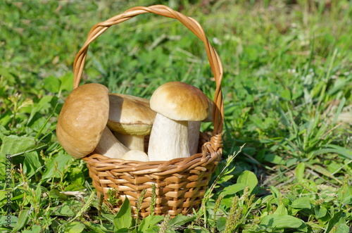 Porcini mushrooms (lat. Boletus edulis) in a basket on the grass