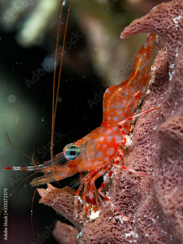 green eyed dancing shrimp searching for food during the night photo