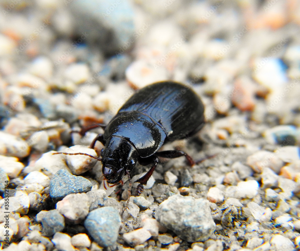 Black big dung beetle. Macro shot.