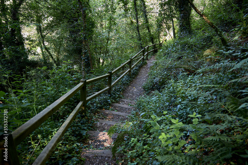 Escaleras de madera en un bosque