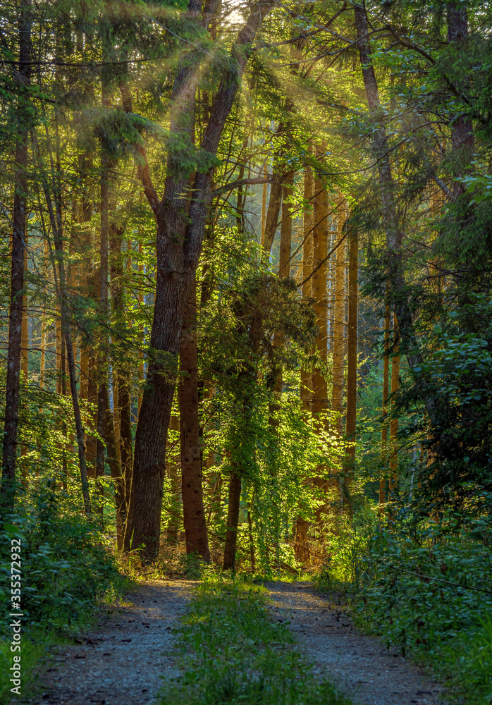 Weg durch einen Wald