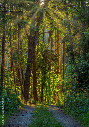 Weg durch einen Wald