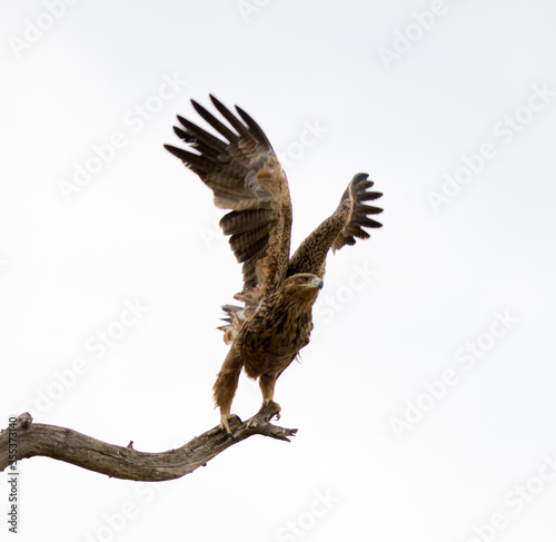 Tawny Eagle takes off from dead tree