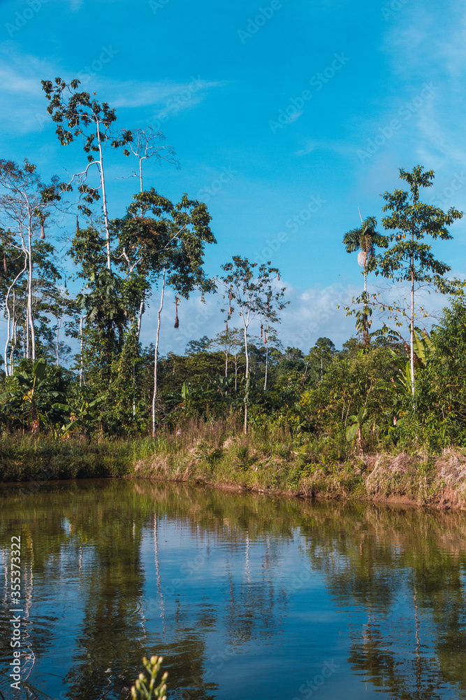 tropical landscape, amazon, riverside, tilapia pools tropical landscape, amazon, riverside, tilapia pools