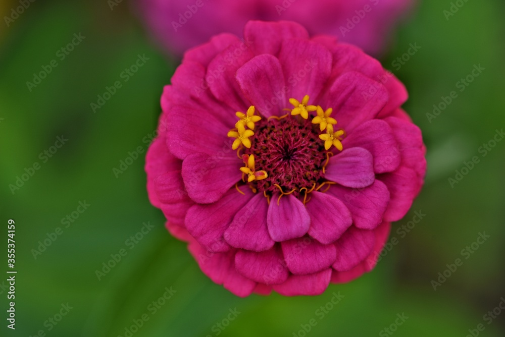 Obraz premium red and yellow flower