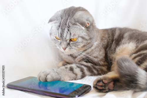 Scottish fold smart cat plays in the smartphone, lying on a white sheet. Pet and information technology.