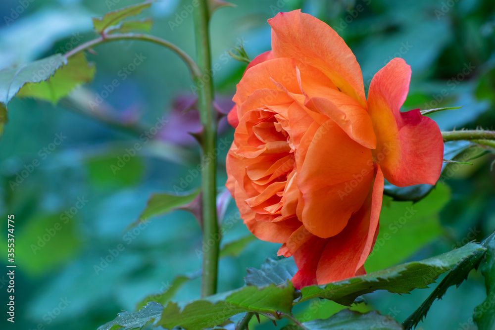 Rose, close up of a beautiful flower in the garden at spring time Rose, close up of a beautiful flower in the garden at spring time