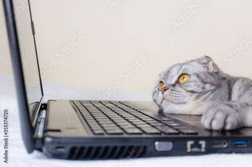 A black and gray striped Scottish fold cat with yellow eyes looks at a laptop monitor while lying on a sofa. Cute funny pet. Creative home work concept, video for cats. Copy space, light background.