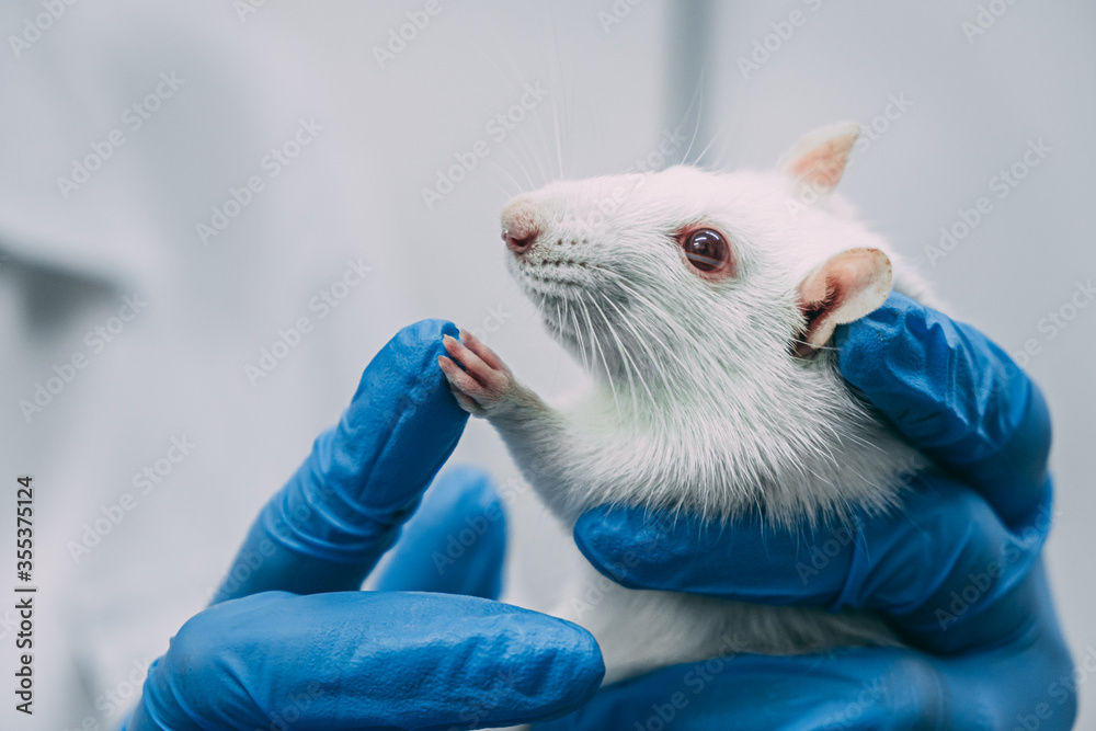 a white laboratory rat in the hands of a scientist in blue rubber gloves. healtcare & medicine a white laboratory rat in the hands of a scientist in blue rubber gloves. healtcare & medicine