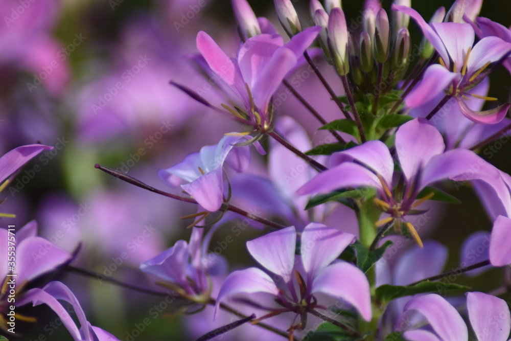 Obraz premium Blühende Spinnenblume (Cleome)