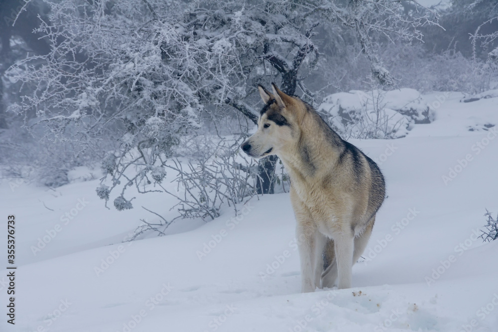 bonito Alaskan malamute que esta en un entorno nevado