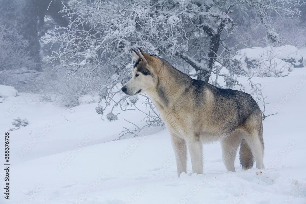 Naklejka premium bonito Alaskan malamute que esta en un entorno nevado