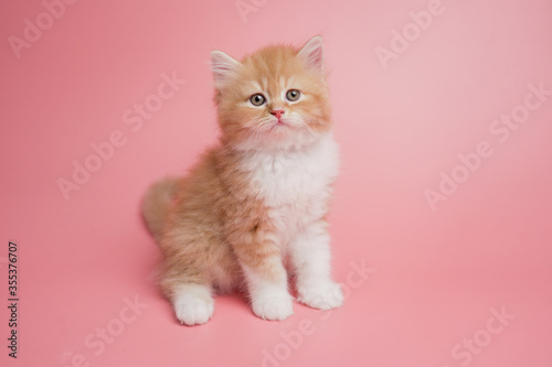 Cute persian kitten sitting on pink background