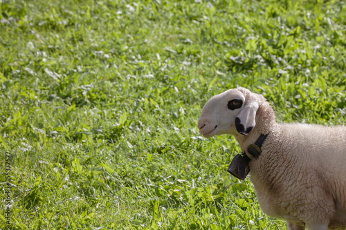 Brillenschaf sheep in an Italian mountain pasture photo