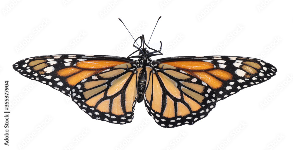 Fototapeta premium Beautiful fragile monarch butterfly isolated on white