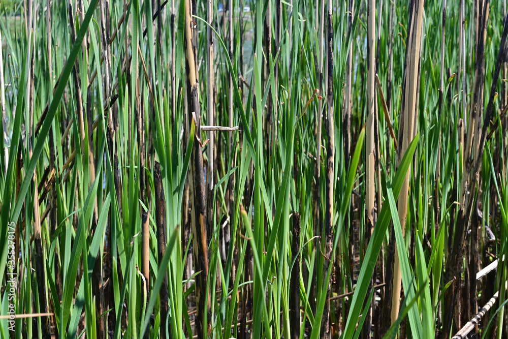Obraz premium Fresh green grass background, nature backdrop.