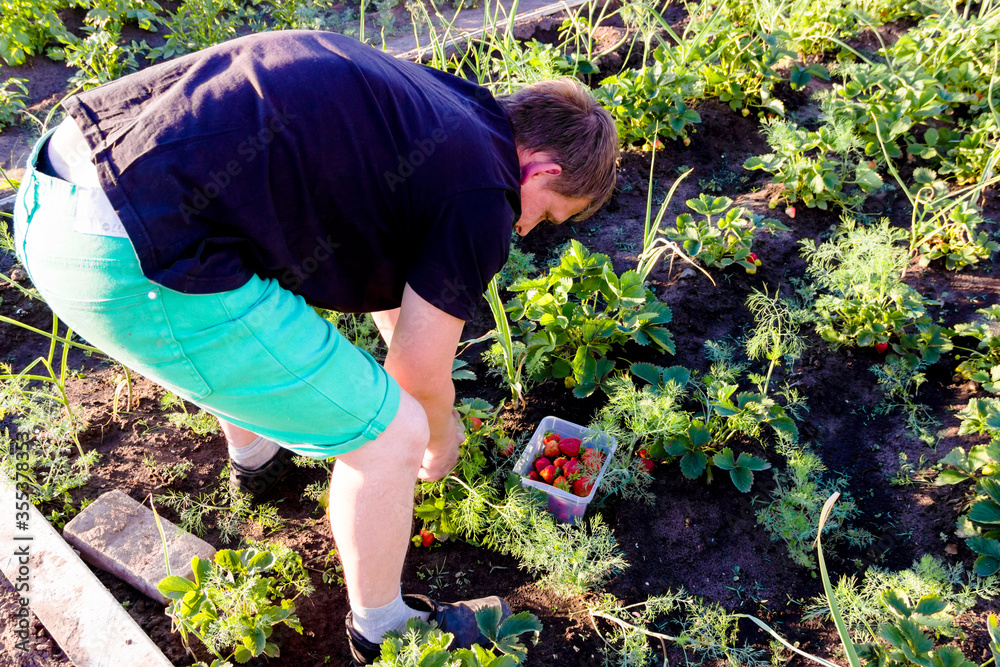 Fototapeta premium man picking strawberries in the garden