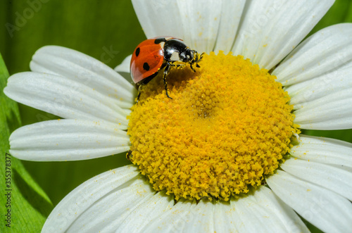Ladybug crawls on a camomile flower 