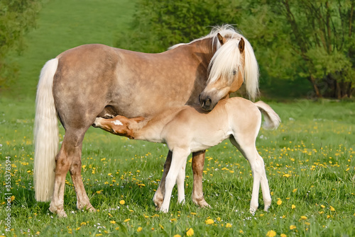 Fotografija Haflinger horses, a cute thirsty suckling foal drinking milk from its mother