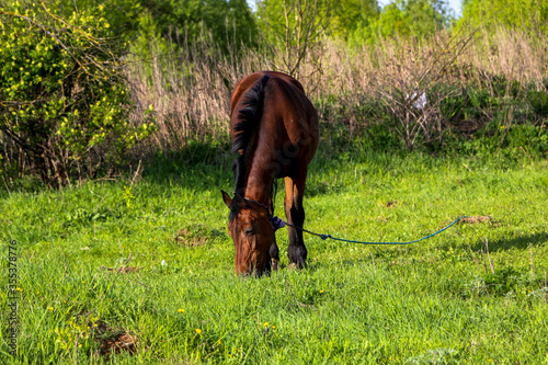 young bay mare walks on  green meadow on  sunny day. A brown slender horse grazes on fresh spring grass in clear weather.