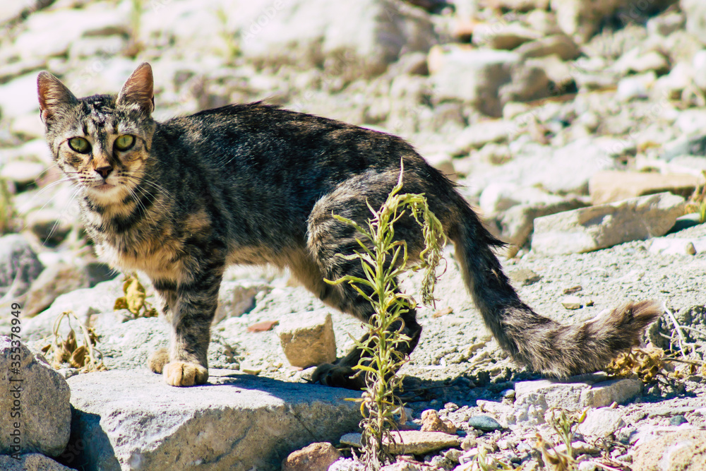 View of abandoned domestic cat living in the ruins of the temple of Amathousin in Cyprus island View of abandoned domestic cat living in the ruins of the temple of Amathousin in Cyprus island