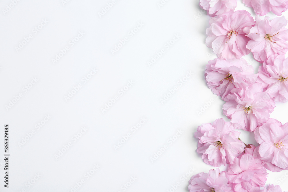 Beautiful sakura blossom on white background, space for text. Japanese cherry Beautiful sakura blossom on white background, space for text. Japanese cherry