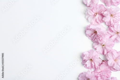 Beautiful sakura blossom on white background, space for text. Japanese cherry