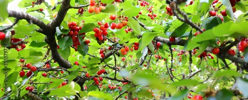 cherries attached to the branch of the cherry tree ready to be h photo