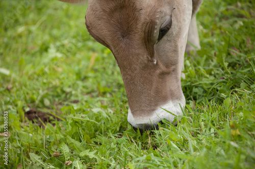 A brown alpine cow in a green pasture in Dolomites area