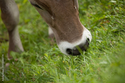 A brown alpine cow in a green pasture in Dolomites area photo