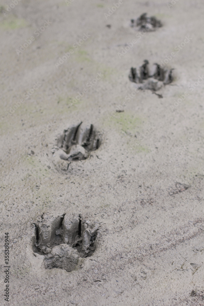Obraz premium Yukon Territory, Alaska. Vertical view of three Artic wolf footprints in a dry mud background.