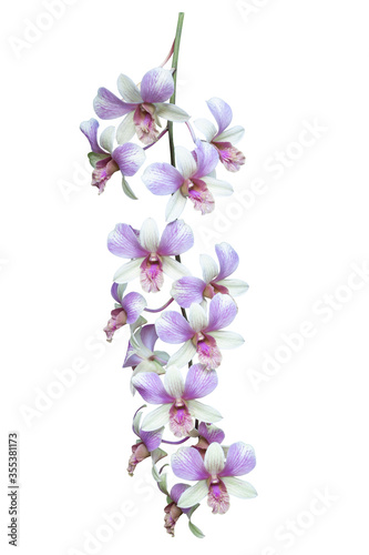 Purple and white orchid flower bouquet bloom isolated on white background included clipping path.