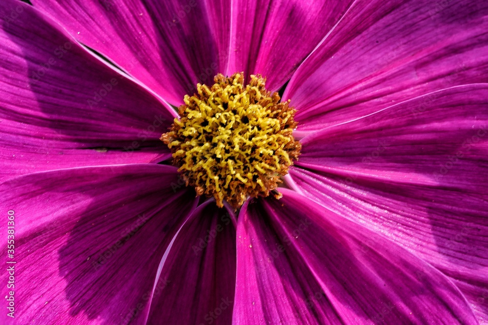 Obraz premium macro of pink flower