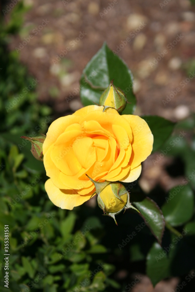 Rosa Rosa
