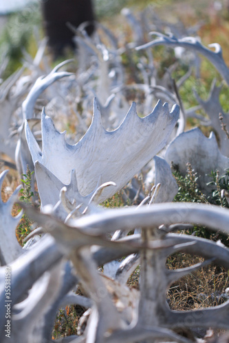 Old Crow, Canada. Close up of fence of mixed caribou and moose antlers.