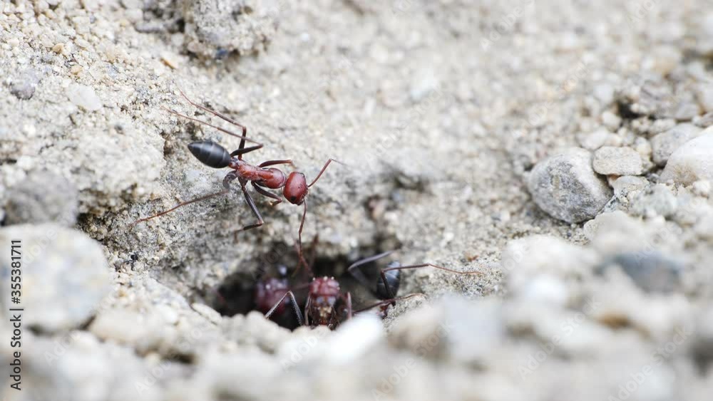 Big Red European Ants Working Cleaning Spring Dirt Nest Ground Supply Bringing Trough Entrance Hole Macro Video Big Red European Ants Working Cleaning Spring Dirt Nest Ground Supply Bringing Trough Entrance Hole Macro Video
