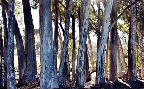 Close up of big Eucalyptus trees