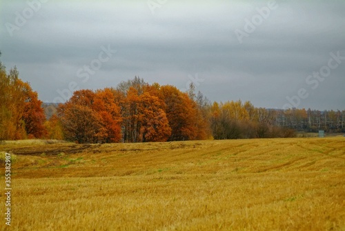 mown wheat field in rainy autumn  Russia