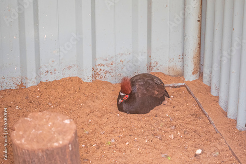 Crested wood partridge, Rollulus rouloul, portrait, captive, native to South-East Asia photo