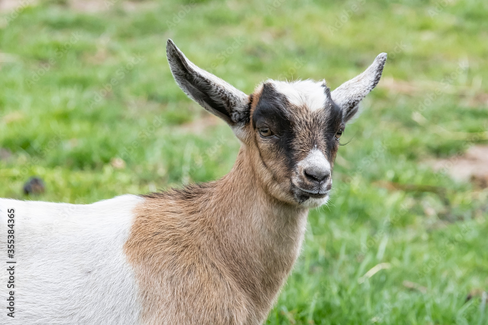 One brown, white, black horned, baby goat kid, standing on the spring grass, head shot One brown, white, black horned, baby goat kid, standing on the spring grass, head shot