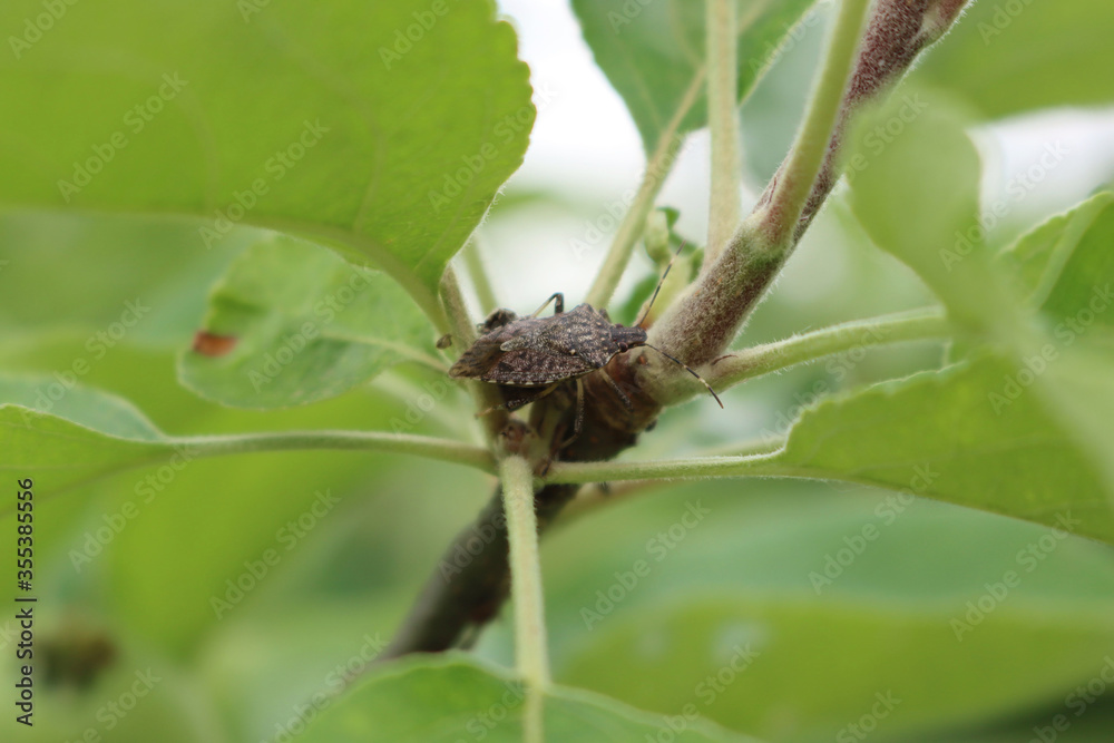 Brown Marmorated shield bug on Apple branch in the orchard. Halyomorpha halys insect on apple tree Brown Marmorated shield bug on Apple branch in the orchard. Halyomorpha halys insect on apple tree
